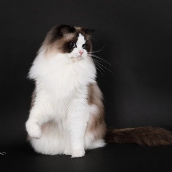 chat Ragdoll seal point bicolor Xyméria Trycoline’s