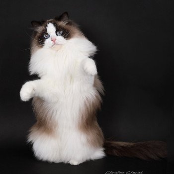 chat Ragdoll seal point bicolor Xyméria Trycoline’s