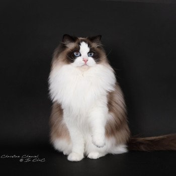 chat Ragdoll seal point bicolor Xyméria Trycoline’s