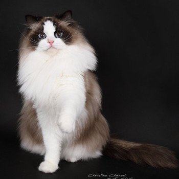 chat Ragdoll seal point bicolor Xyméria Trycoline’s