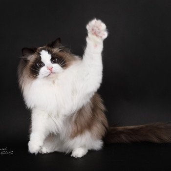 chat Ragdoll seal point bicolor Xyméria Trycoline’s