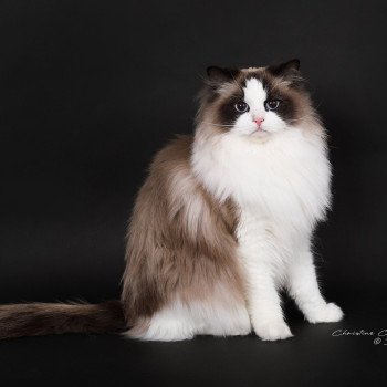 chat Ragdoll seal point bicolor Xyméria Trycoline’s