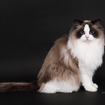 chat Ragdoll seal point bicolor Xyméria Trycoline’s