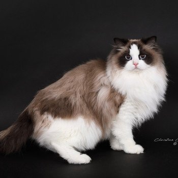 chat Ragdoll seal point bicolor Xyméria Trycoline’s