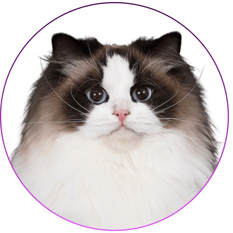 Xyméria de Midnight Dreams Femelle Ragdoll