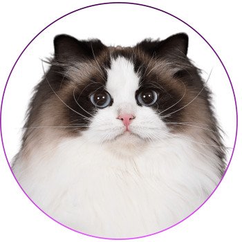 Xyméria de Midnight Dreams Femelle Ragdoll