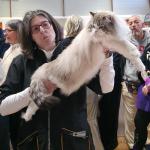 PL*BlueDolls Travis (IC) à l'expo