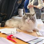 PL*BlueDolls Travis (IC) à l'expo