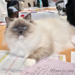 Adaline des Aristos du comtat (JCH) à l'expo