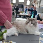 PL*BlueDolls Travis (IC) à l'expo