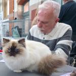 Syllia D'Original Cats (GIC) à l'expo