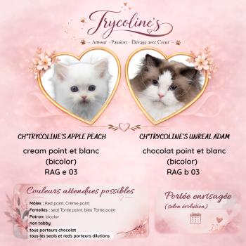 _PEACH❤️ADAM_MARIAGE-PREVU