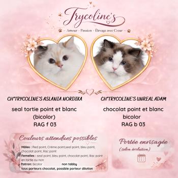 ASLANIA ❤️ADAM_MARIAGE-PREVU