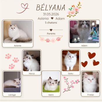 BELYANA_COUVERTURE_DOSSIER