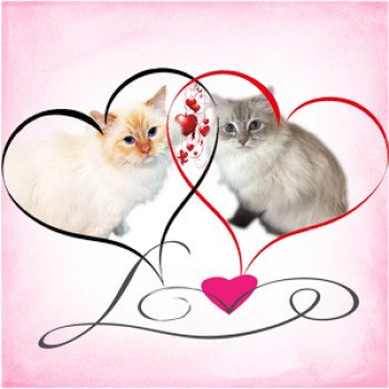 symbole-d-amour-coeur-deux-icône-sur-fond-blanc-romantique-lié-joint-passion-et-mariage-modèle-pour-t-shirt-carte-affiche-139476062