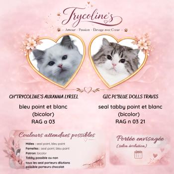 Lyriel❤️TRAVIS_MARIAGE-PREVU