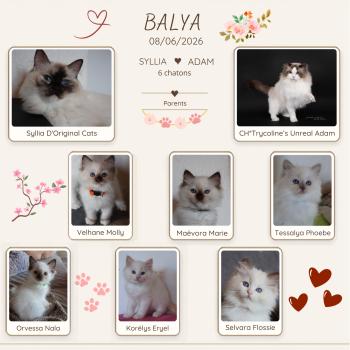 BALYA_COUVERTURE_DOSSIER
