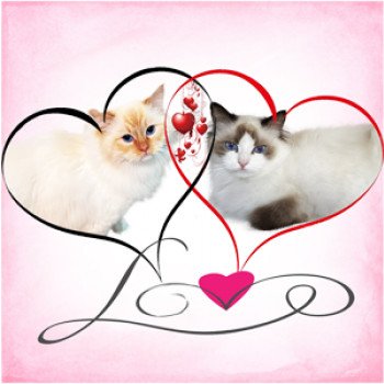symbole-d-amour-coeur-deux-icône-sur-fond-blanc-romantique-lié-joint-passion-et-mariage-modèle-pour-t-shirt-carte-affiche-139476062