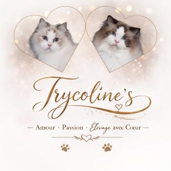 UMEYA ❤ ADAM_ANONCE-MARIAGE