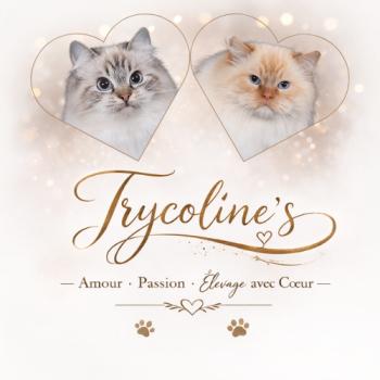 XIAOMY ❤ SHÏLOH_ANNONCE-MARIAGE