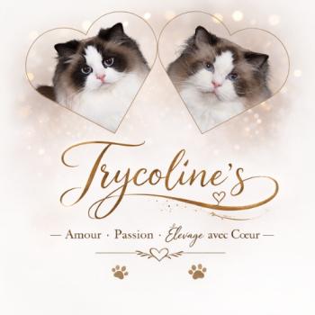 XYMÉRIA ❤ ADAM_ANONCE-MARIAGE